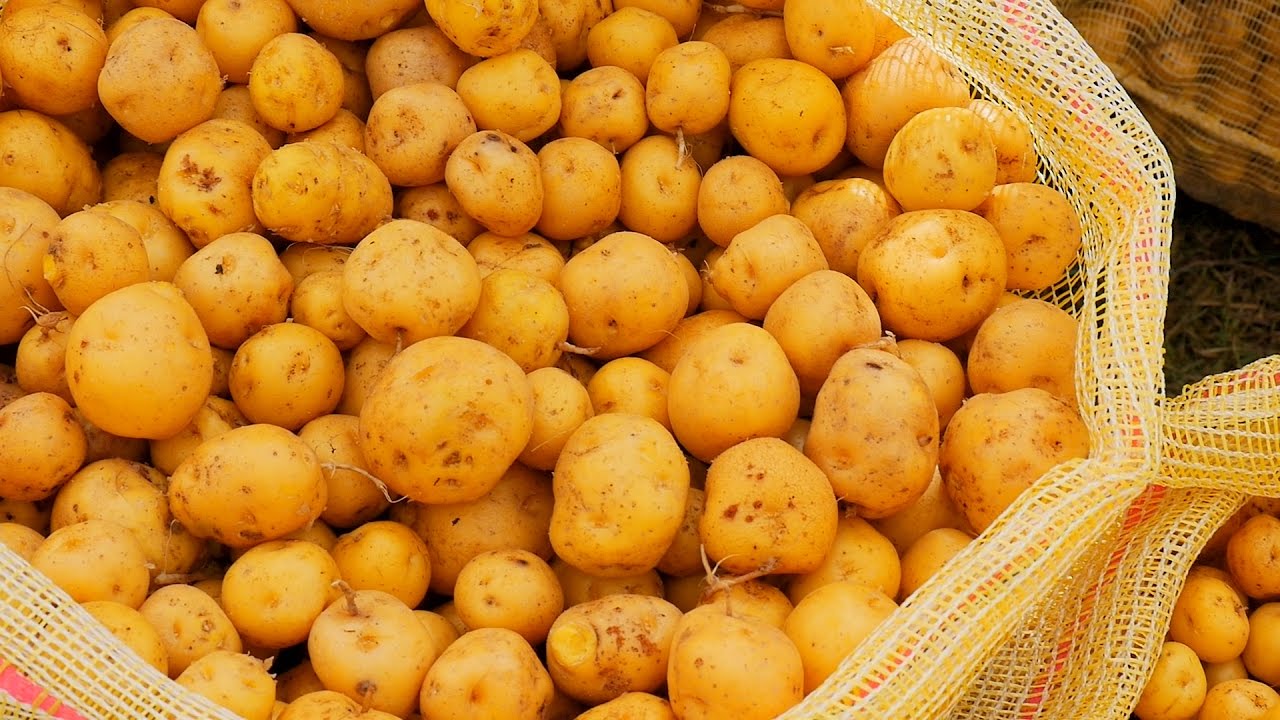 Papas criollas
